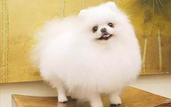 貓體溫低該怎么辦