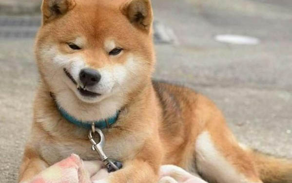 狗狗拉血嘔吐,要注意三大點(diǎn)