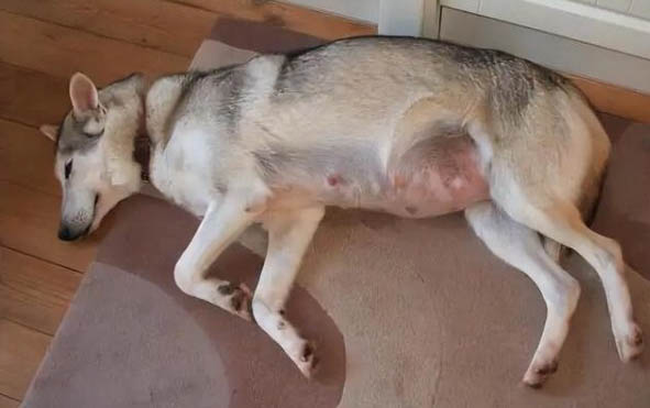狗為什么會得腹水