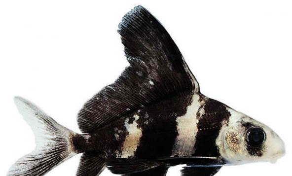 觀賞魚可以幾天不喂食