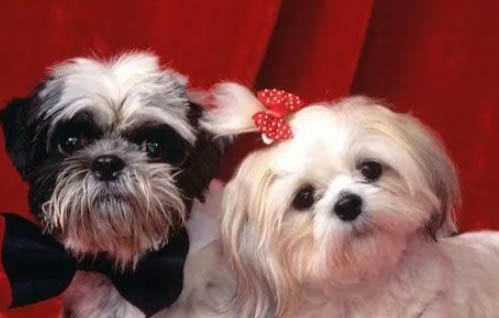 西施犬子宮蓄膿能活多久