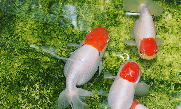 金魚養(yǎng)在家里什么位置