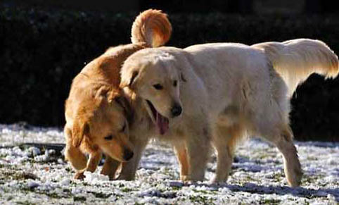 怎么辨別小金毛犬是不是純種