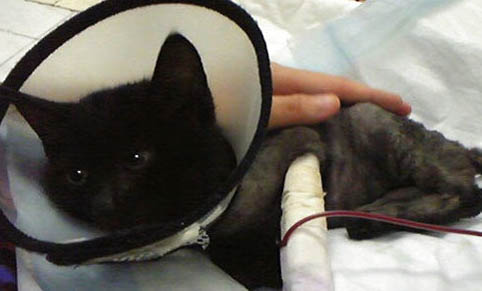 貓咪狂犬病發(fā)病到死亡幾天