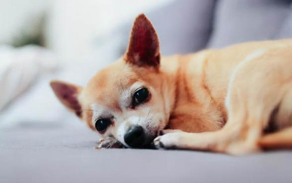 犬瘟熱如何治療