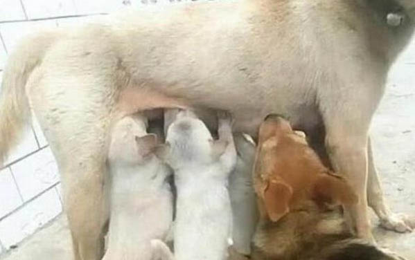 母狗發情期一般是什么時候