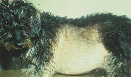 純種中國冠毛犬價格