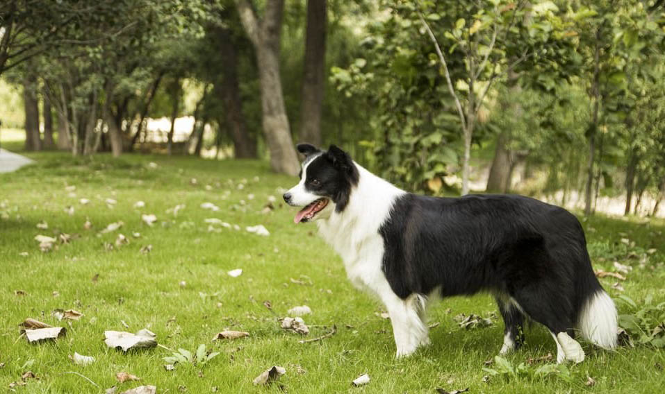 德國牧羊犬不能吃什么食物
