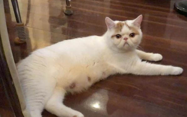 如何避免小貓應激