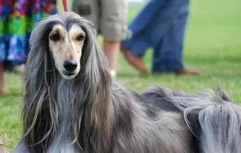 為何中國禁止阿富汗犬