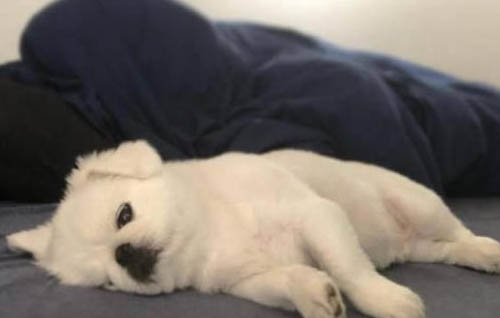 狗狗胰腺炎有什么癥狀