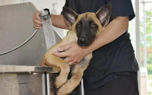 警犬品種有哪些