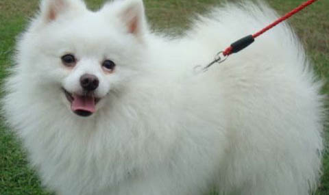 博美犬和泰迪哪個好