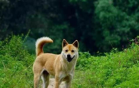 狗狗吃的止痛藥有哪些