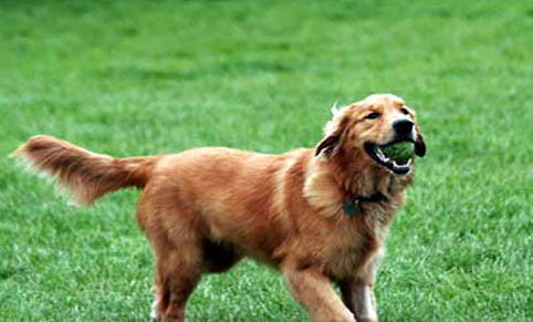 金毛犬吃什么食物最好