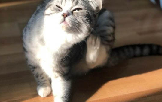 貓咪背后骨頭很明顯