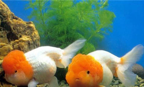 金魚浮頭是什么原因?