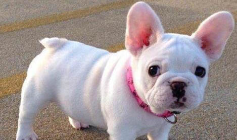 法國斗牛犬多少錢一只