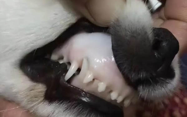 小貓拉血便怎么回事,小貓患上腸炎怎么治療