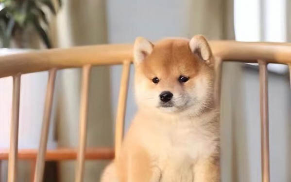柴犬和柯基哪個更好養