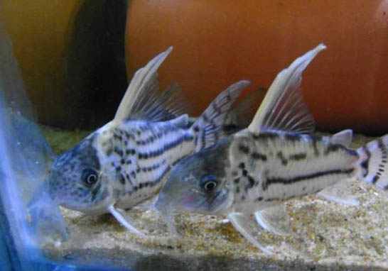 半月斗魚可以和其它魚一起養嗎