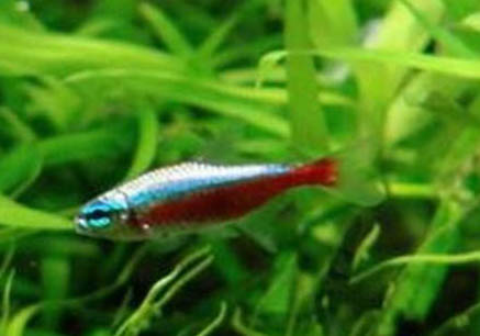 最好養(yǎng)的大型熱帶魚
