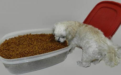 泰迪犬壽命是多久
