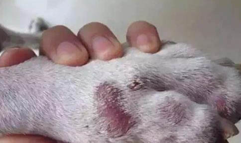 狗狗體外驅(qū)蟲中毒怎么辦