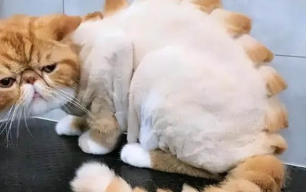 如何才能給貓清理耳朵