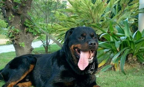 羅威納犬比特的打斗哪個厲害