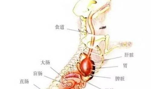 狗能吃棒棒糖嗎