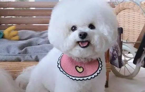 比熊犬的壽命有多少年