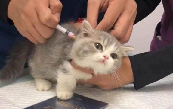 貓咪換糧注意事項有哪些