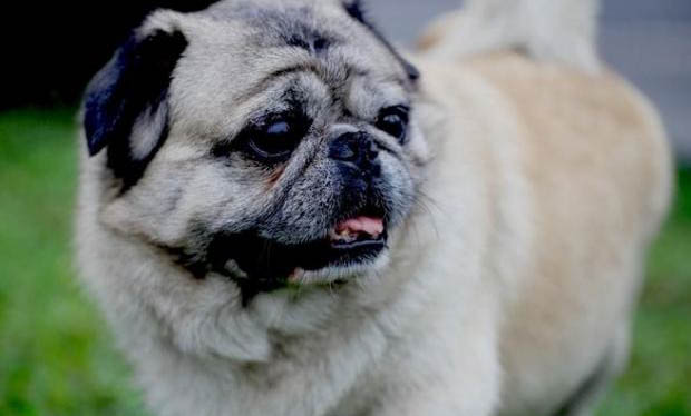 巴哥犬咳嗽一個月了