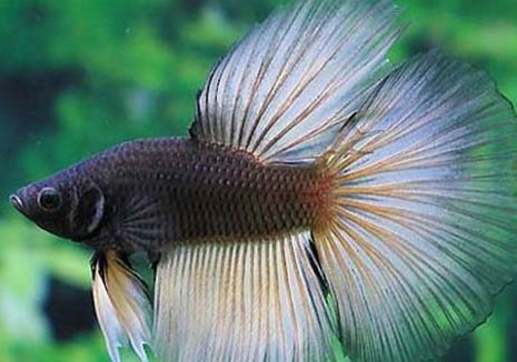 泰國(guó)斗魚飼養(yǎng)方法
