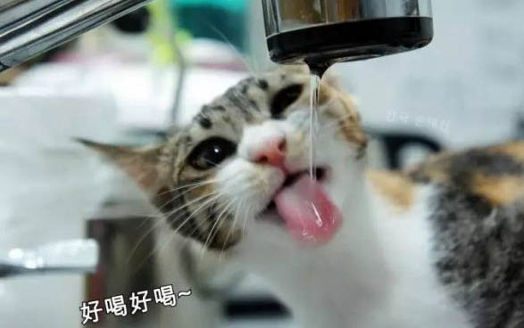 貓咪眼周眼屎結塊了怎么處理