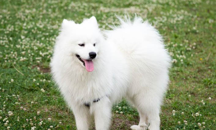怎么區分薩摩耶和博美犬