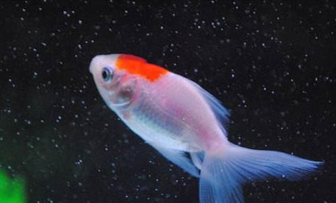 養魚白天要不要開燈