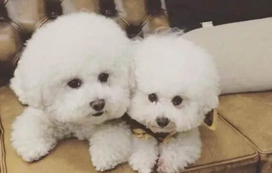 卷毛比熊犬訓練有技巧嗎