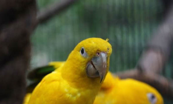 玄鳳鸚鵡討厭主人的表現