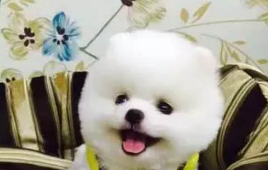 狗狗撕扯狗窩的原因及處理方法