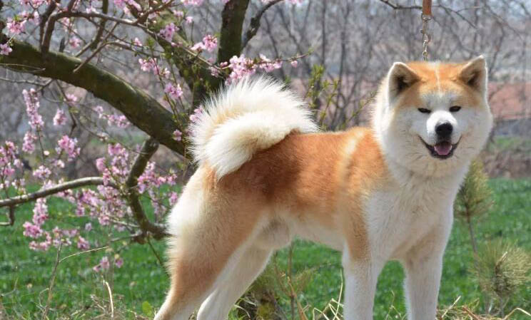 養(yǎng)柴犬應(yīng)該注意什么