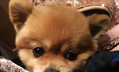 狗狗打完疫苗之后多久能出門