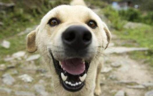 幼犬地包天換牙后會改善嗎