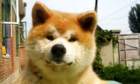秋田犬和柴犬幼犬哪個好