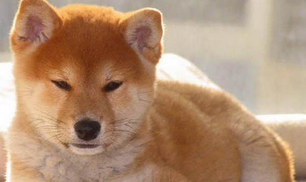 柴犬狐貍臉是正宗的嗎