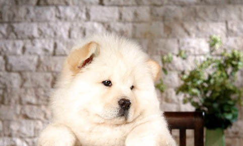 熊獅犬和松獅犬哪個好