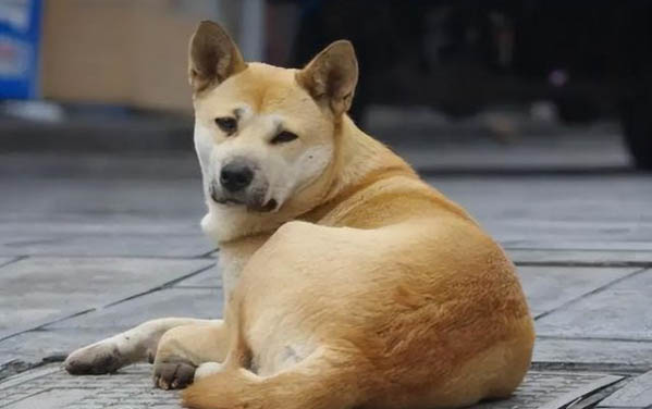 狗狗乳腺囊腫癥狀有哪些