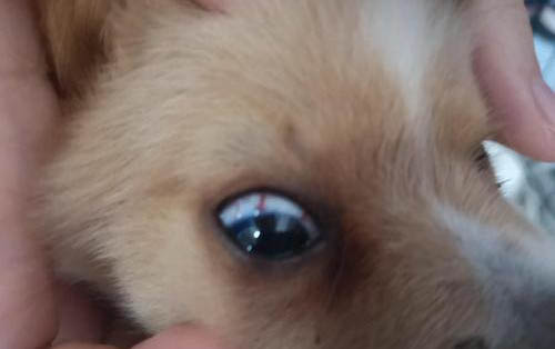 狗狗眼睛里有狗毛