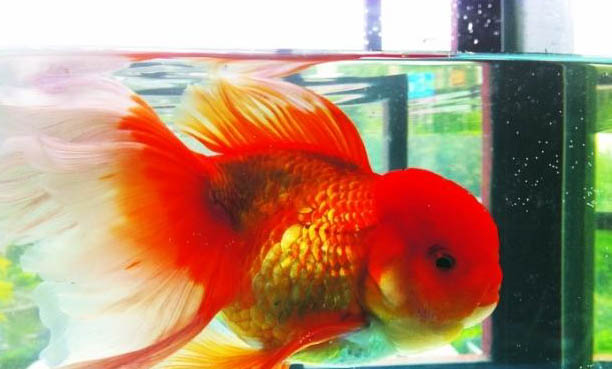 高鰭玻璃神仙魚好養(yǎng)嗎